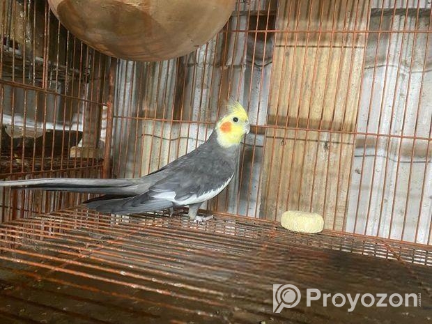 কোকাটেল মেল