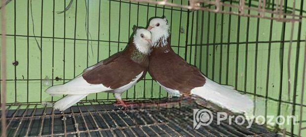 লাল গররা জোড়া