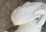 Rabbit for sale