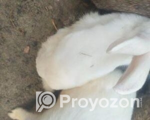 fitted-70_2025-12-27_10-35-10