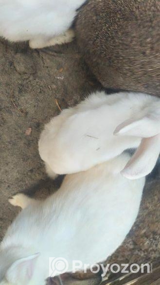Rabbit for sale