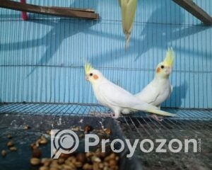 fitted-71_2025-12-07_10-32-13