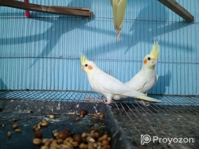 ককাটেল পাখি বাচ্চা খাঁচা সহকারে