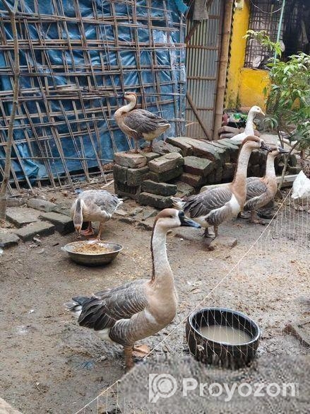 বড়ো সইজের রাজ হাঁস