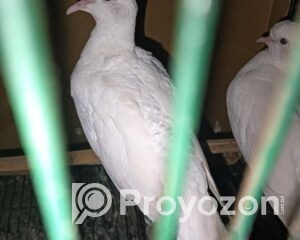 fitted-72_2025-12-10_10-02-26