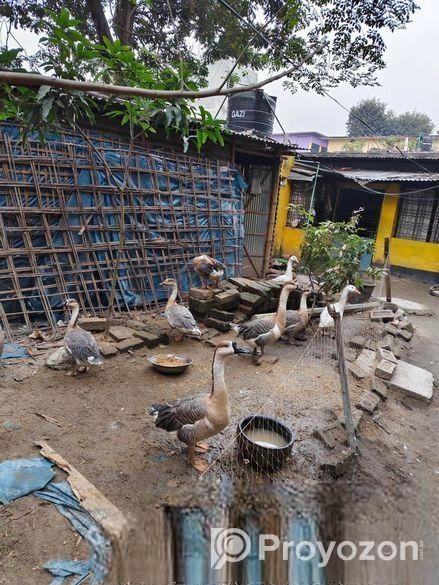 বড়ো সইজের রাজ হাঁস