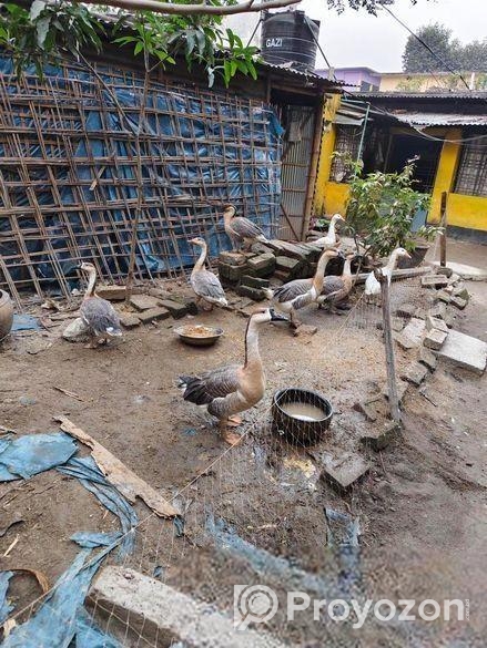 বড়ো সইজের রাজ হাঁস