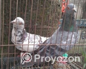 fitted-74_2025-12-02_10-12-27