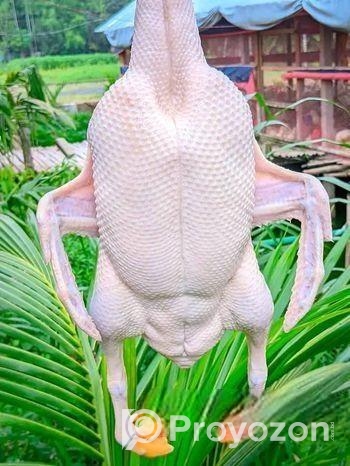 হাঁস বিক্রি করা হবে