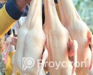 fitted-76_2025-12-06_10-38-02