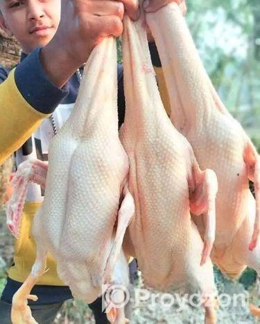 হাঁস বিক্রি করা হবে