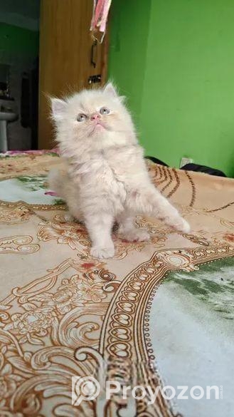 পার্সিয়ান বিড়ালের বাচ্চা