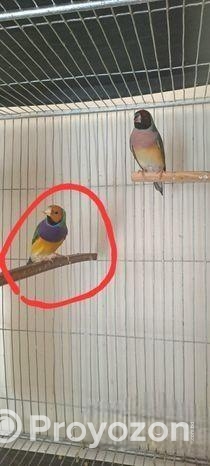 গোল্ডিয়ান বেঙ্গলি এবং কাঠ ঠোট