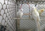 Albino & Lutino Perl Cockatiel Pairs