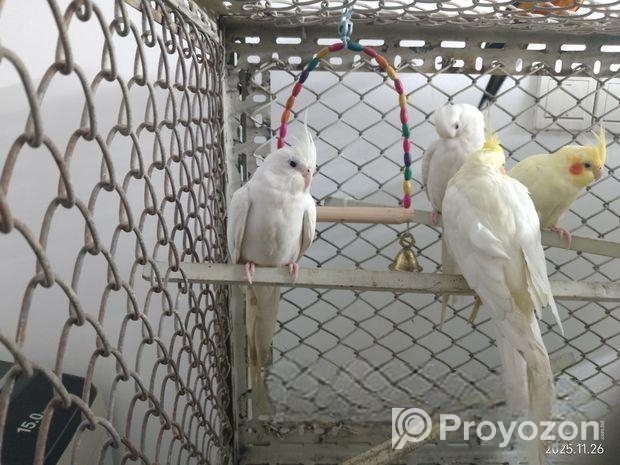 Albino & Lutino Perl Cockatiel Pairs