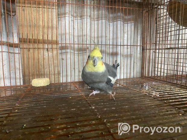 কোকাটেল মেল