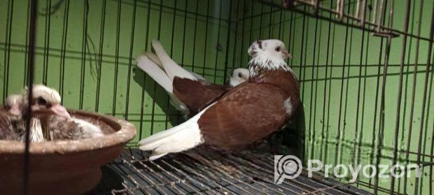 লাল গররা জোড়া