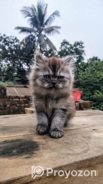 ট্রেডিশনাল পার্শিয়ান মেল