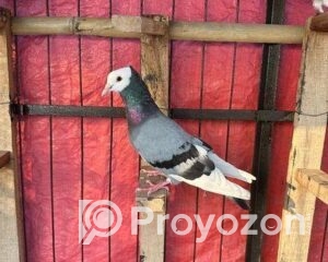 fitted-84_2025-12-10_10-16-22