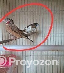 fitted-8_2025-12-06_09-59-58