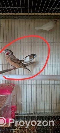 গোল্ডিয়ান বেঙ্গলি এবং কাঠ ঠোট