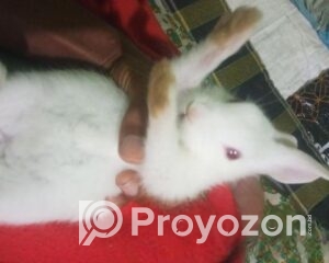 fitted-8_2025-12-13_09-29-43