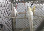 Albino & Lutino Perl Cockatiel Pairs