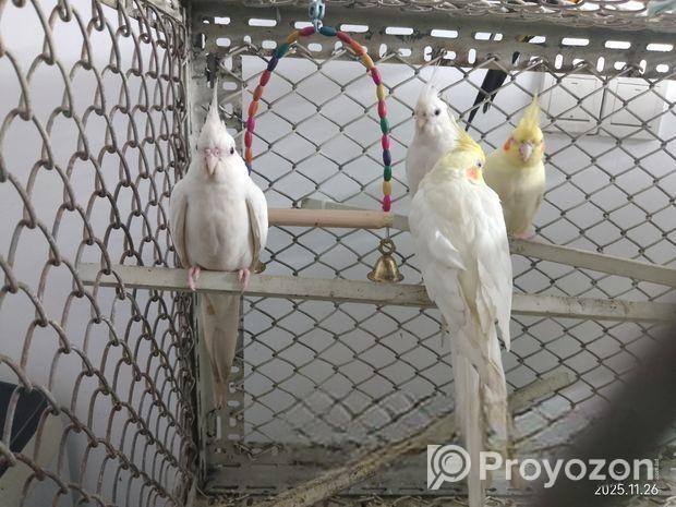 Albino & Lutino Perl Cockatiel Pairs