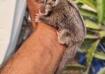 Sugar Glider