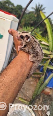 Sugar Glider