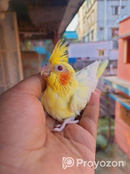 ককাটেল বেবি