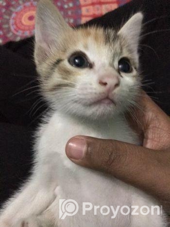 Lagle janaben free te dia dibo