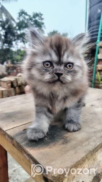 ট্রেডিশনাল পার্শিয়ান মেল