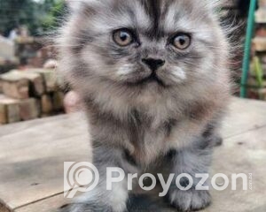 fitted-8_2025-12-30_10-59-02