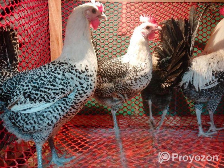 Adult ফাওমি মুরগি