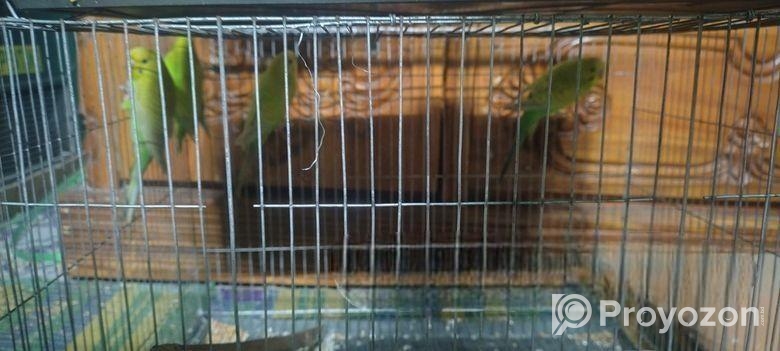 3জোড়া রানিং ও 1 টি বাচ্চা