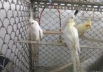 Albino & Lutino Perl Cockatiel Pairs