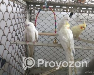 fitted-9_2025-12-17_09-38-41