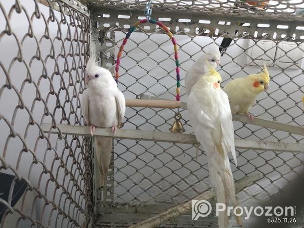 Albino & Lutino Perl Cockatiel Pairs