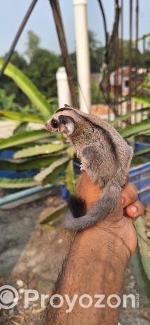 Sugar Glider