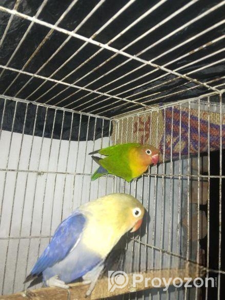 লাভ বার্ড পাখি