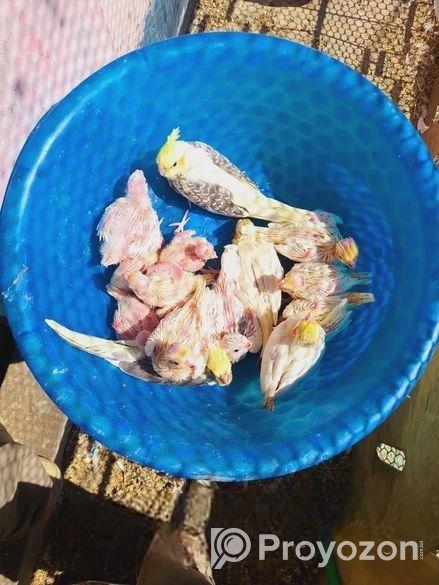 ককাটেল বেবি