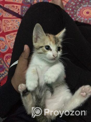 Lagle janaben free te dia dibo