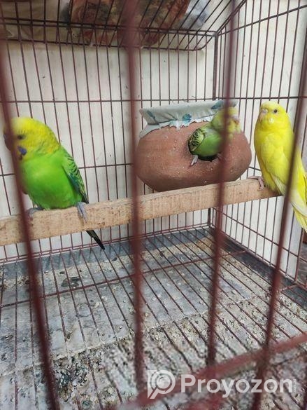 ৪টা বেবি সহ এক পেয়ার রানিং পাখি