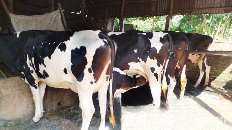 ৬৯০নং গাভী৪টি বিক্রি।