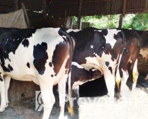 fitted_2025-12-02_09-45-24