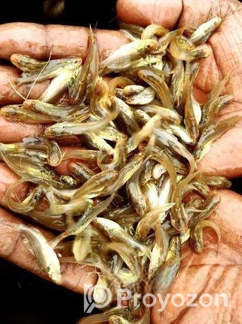 দেশি টেংরা মাছের পোনা