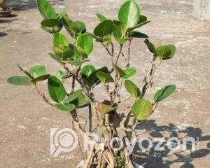 fitted_2025-12-21_09-58-53