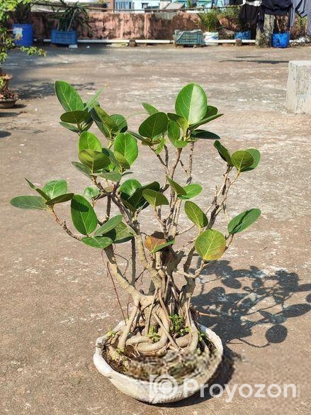 ৫ টা বনসাই