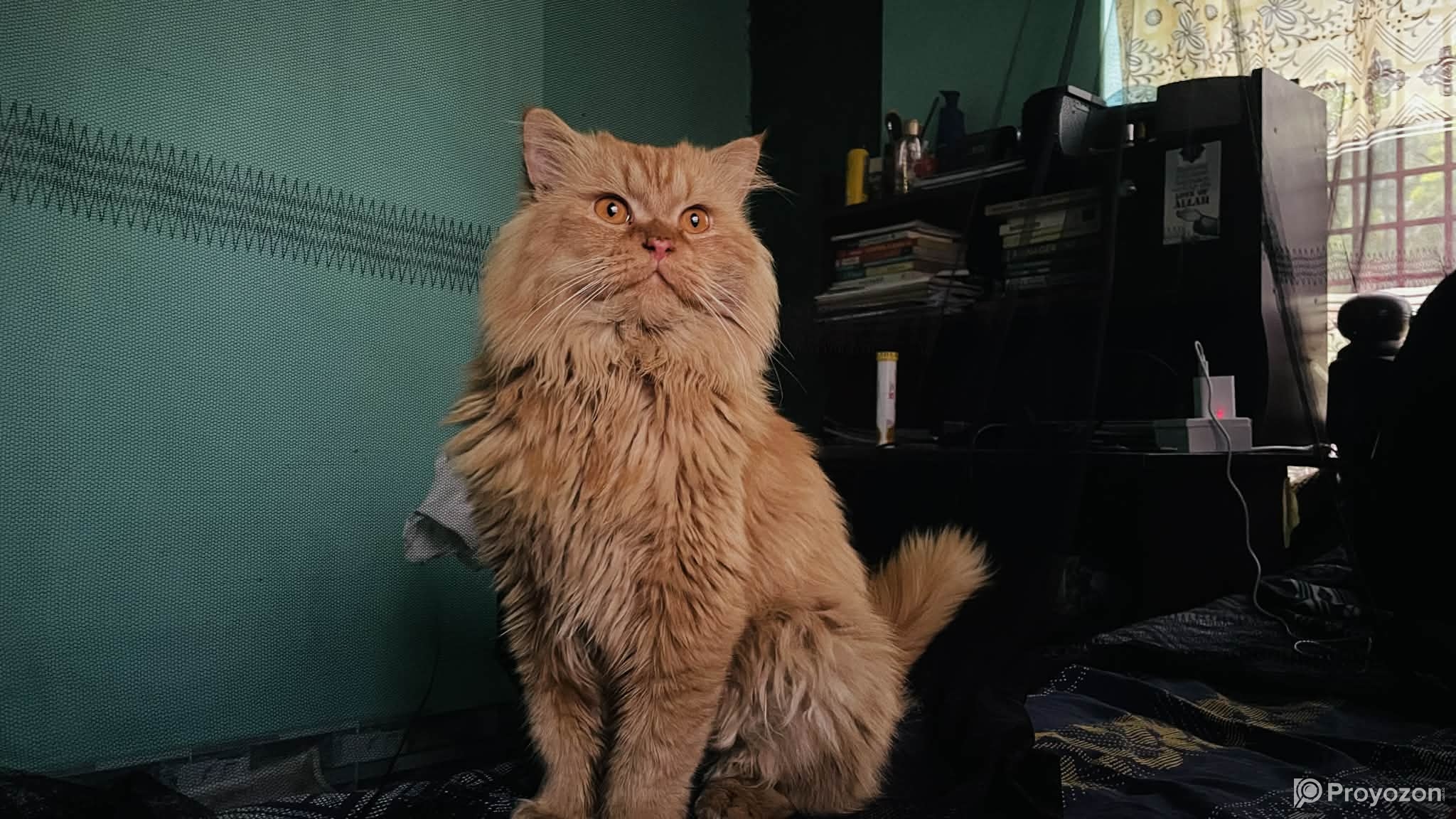 Persian male golden cat